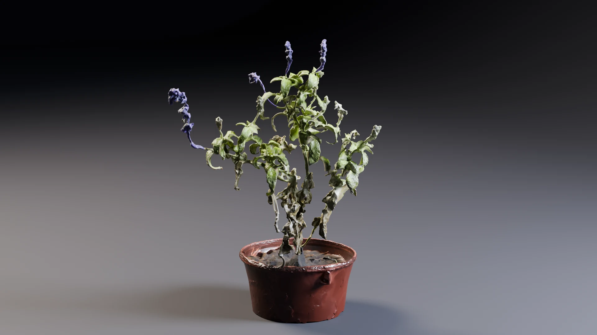 Modelo 3D de Mirto morado